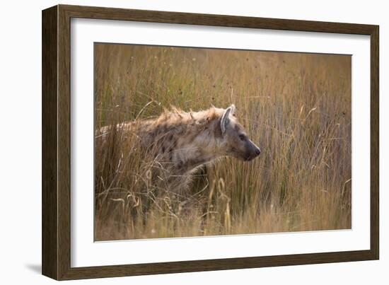 A Spotted Hyena, Crocuta Crocuta, Stalking in Tall Grassland-Alex Saberi-Framed Photographic Print