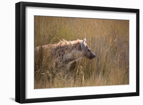 A Spotted Hyena, Crocuta Crocuta, Stalking in Tall Grassland-Alex Saberi-Framed Photographic Print