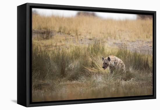 A Spotted Hyena, Crocuta Crocuta, Walks Thorough Tall Grassland-Alex Saberi-Framed Premier Image Canvas