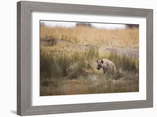 A Spotted Hyena, Crocuta Crocuta, Walks Thorough Tall Grassland-Alex Saberi-Framed Photographic Print