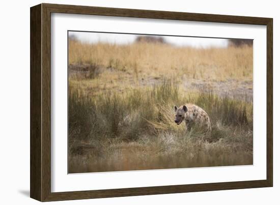 A Spotted Hyena, Crocuta Crocuta, Walks Thorough Tall Grassland-Alex Saberi-Framed Photographic Print