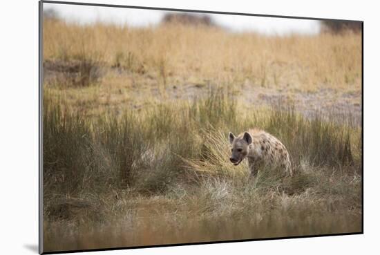 A Spotted Hyena, Crocuta Crocuta, Walks Thorough Tall Grassland-Alex Saberi-Mounted Photographic Print