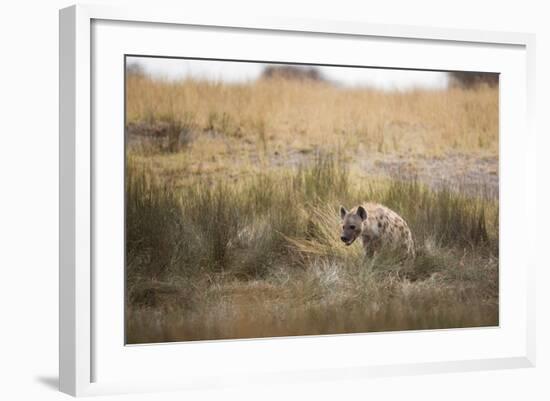 A Spotted Hyena, Crocuta Crocuta, Walks Thorough Tall Grassland-Alex Saberi-Framed Photographic Print
