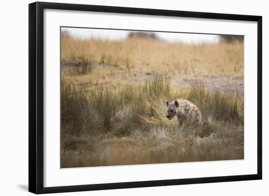 A Spotted Hyena, Crocuta Crocuta, Walks Thorough Tall Grassland-Alex Saberi-Framed Photographic Print