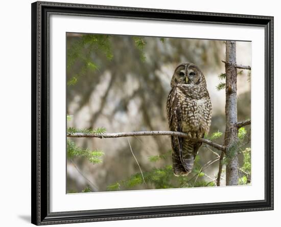 A Spotted Owl (Strix Occidentalis) in Los Angeles County, California.-Neil Losin-Framed Photographic Print