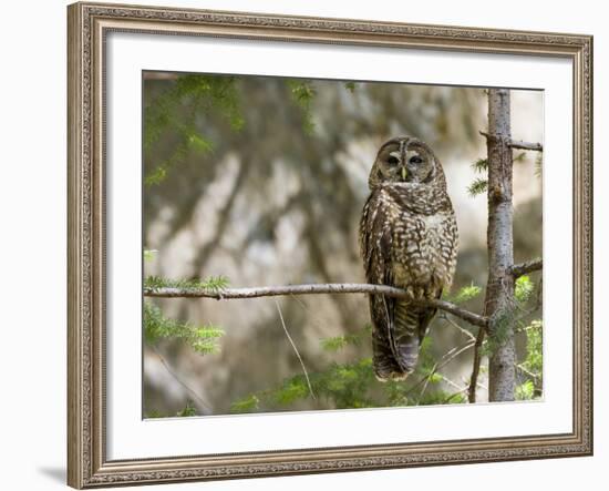 A Spotted Owl (Strix Occidentalis) in Los Angeles County, California.-Neil Losin-Framed Photographic Print