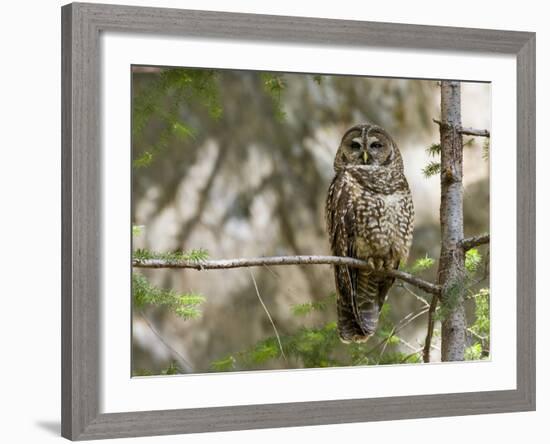 A Spotted Owl (Strix Occidentalis) in Los Angeles County, California.-Neil Losin-Framed Photographic Print