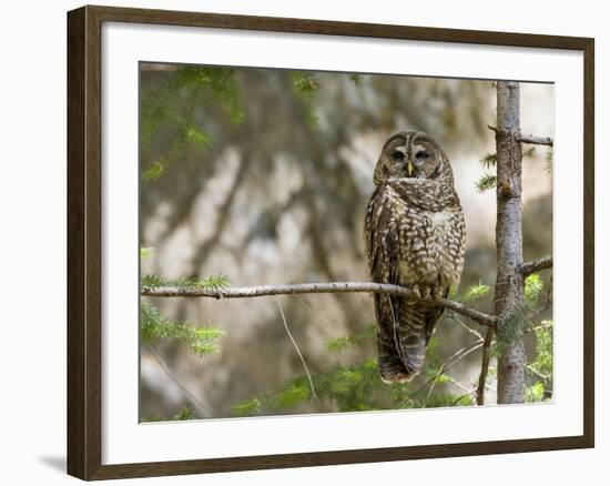 A Spotted Owl (Strix Occidentalis) in Los Angeles County, California.-Neil Losin-Framed Photographic Print