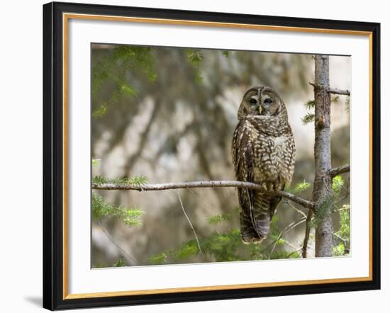 A Spotted Owl (Strix Occidentalis) in Los Angeles County, California.-Neil Losin-Framed Photographic Print