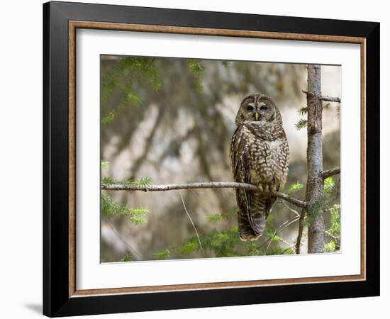 A Spotted Owl (Strix Occidentalis) in Los Angeles County, California.-Neil Losin-Framed Photographic Print