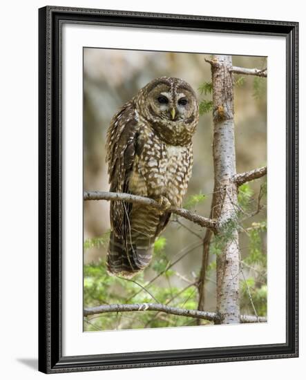 A Spotted Owl (Strix Occidentalis) in Los Angeles County, California.-Neil Losin-Framed Photographic Print