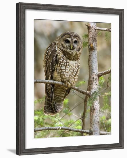 A Spotted Owl (Strix Occidentalis) in Los Angeles County, California.-Neil Losin-Framed Photographic Print