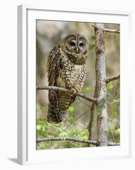 A Spotted Owl (Strix Occidentalis) in Los Angeles County, California.-Neil Losin-Framed Photographic Print