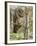 A Spotted Owl (Strix Occidentalis) in Los Angeles County, California.-Neil Losin-Framed Photographic Print