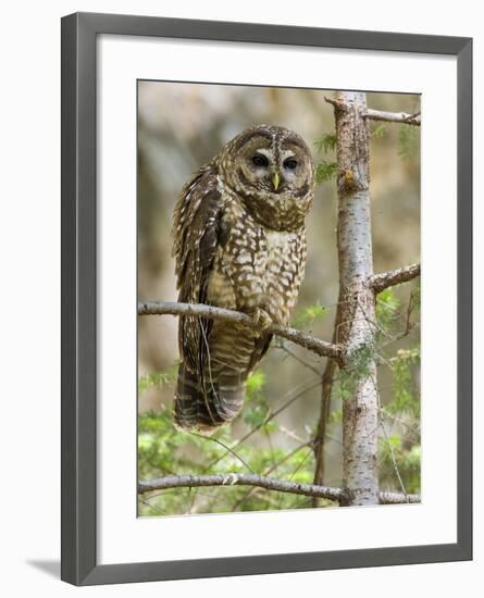 A Spotted Owl (Strix Occidentalis) in Los Angeles County, California.-Neil Losin-Framed Photographic Print