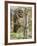 A Spotted Owl (Strix Occidentalis) in Los Angeles County, California.-Neil Losin-Framed Photographic Print