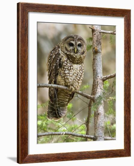 A Spotted Owl (Strix Occidentalis) in Los Angeles County, California.-Neil Losin-Framed Photographic Print