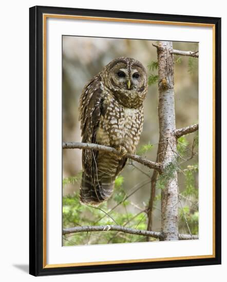 A Spotted Owl (Strix Occidentalis) in Los Angeles County, California.-Neil Losin-Framed Photographic Print