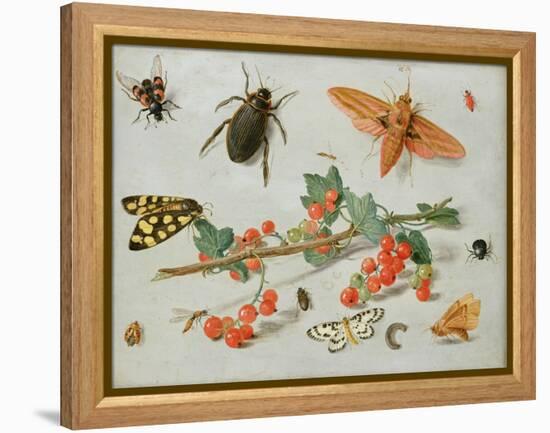 A Sprig of Redcurrants with an Elephant Hawk Moth, a Magpie Moth and Other Insects, 1657-Jan van Kessel the Elder-Framed Premier Image Canvas