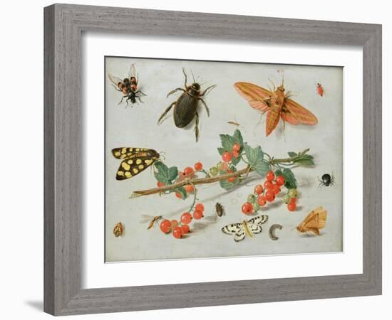 A Sprig of Redcurrants with an Elephant Hawk Moth, a Magpie Moth and Other Insects, 1657-Jan van Kessel the Elder-Framed Giclee Print