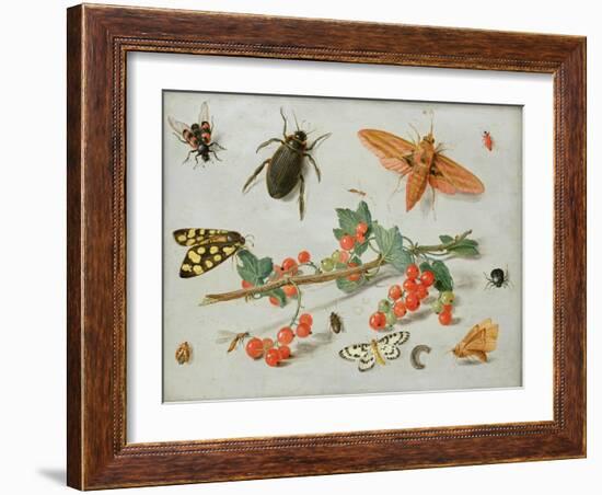 A Sprig of Redcurrants with an Elephant Hawk Moth, a Magpie Moth and Other Insects, 1657-Jan van Kessel the Elder-Framed Giclee Print