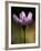 A Spring Beauty, Also Know as Fairy-Spud-null-Framed Photographic Print