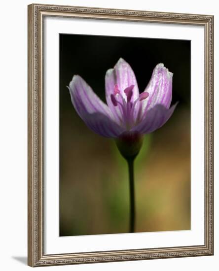 A Spring Beauty, Also Know as Fairy-Spud-null-Framed Photographic Print