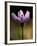 A Spring Beauty, Also Know as Fairy-Spud-null-Framed Photographic Print