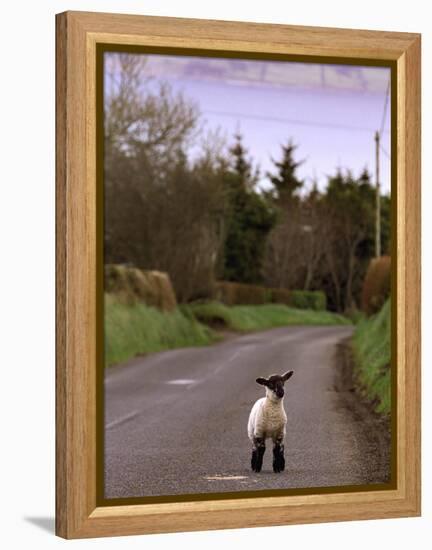 A Spring Lamb Walks in the Scenic Glens of Antrim in Cushendall, Northern Ireland-null-Framed Premier Image Canvas