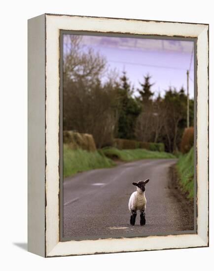 A Spring Lamb Walks in the Scenic Glens of Antrim in Cushendall, Northern Ireland-null-Framed Premier Image Canvas
