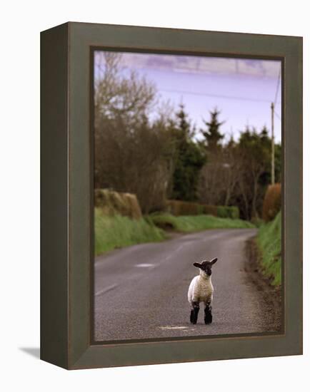 A Spring Lamb Walks in the Scenic Glens of Antrim in Cushendall, Northern Ireland-null-Framed Premier Image Canvas