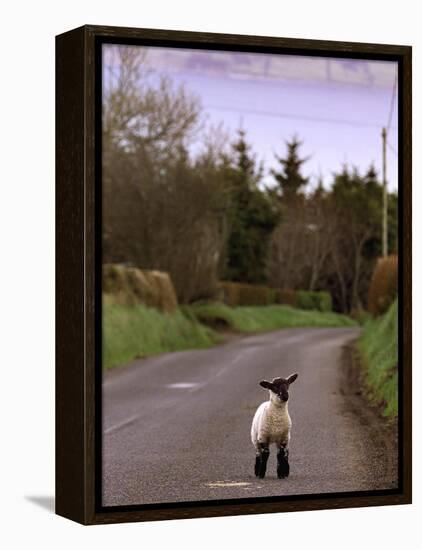 A Spring Lamb Walks in the Scenic Glens of Antrim in Cushendall, Northern Ireland-null-Framed Premier Image Canvas