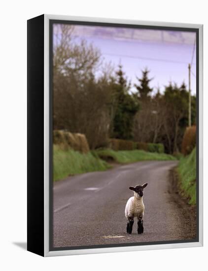 A Spring Lamb Walks in the Scenic Glens of Antrim in Cushendall, Northern Ireland-null-Framed Premier Image Canvas