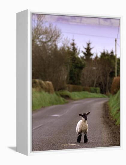 A Spring Lamb Walks in the Scenic Glens of Antrim in Cushendall, Northern Ireland-null-Framed Premier Image Canvas