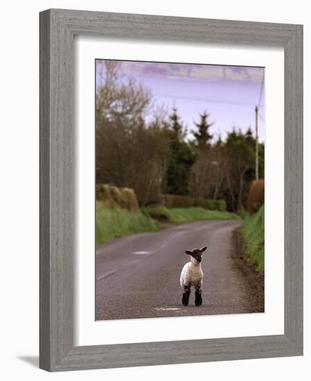 A Spring Lamb Walks in the Scenic Glens of Antrim in Cushendall, Northern Ireland-null-Framed Photographic Print