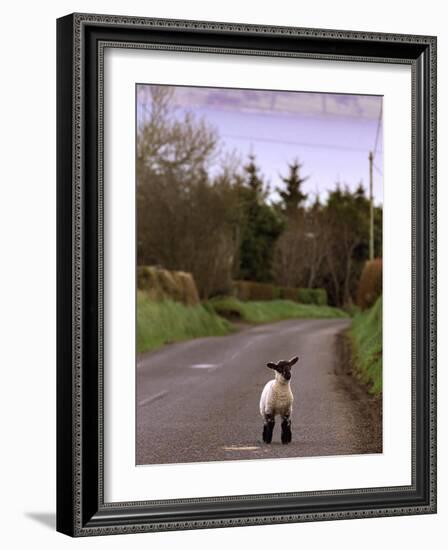 A Spring Lamb Walks in the Scenic Glens of Antrim in Cushendall, Northern Ireland-null-Framed Photographic Print