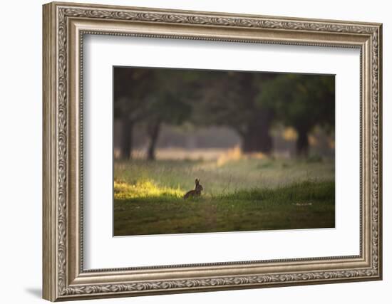 A Spring Rabbit Grazes in Richmond Park on a Spring Morning-Alex Saberi-Framed Photographic Print