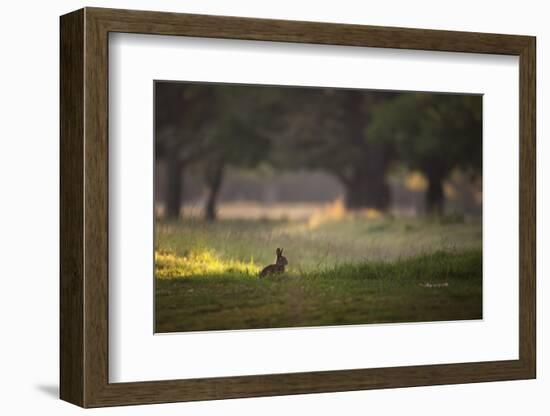 A Spring Rabbit Grazes in Richmond Park on a Spring Morning-Alex Saberi-Framed Photographic Print