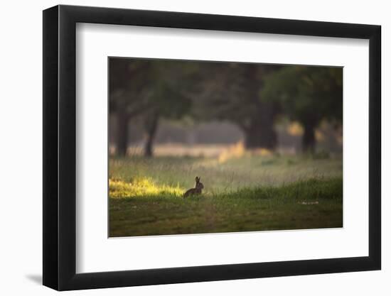 A Spring Rabbit Grazes in Richmond Park on a Spring Morning-Alex Saberi-Framed Photographic Print