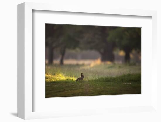 A Spring Rabbit Grazes in Richmond Park on a Spring Morning-Alex Saberi-Framed Photographic Print