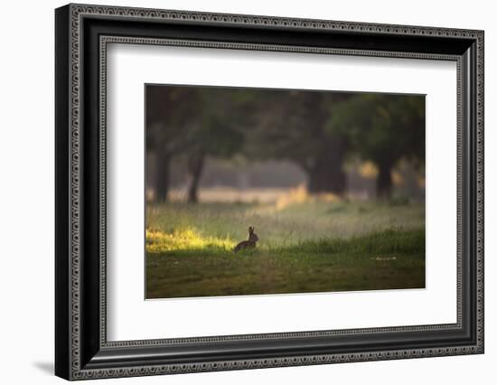 A Spring Rabbit Grazes in Richmond Park on a Spring Morning-Alex Saberi-Framed Photographic Print