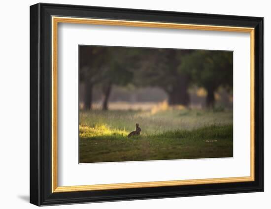 A Spring Rabbit Grazes in Richmond Park on a Spring Morning-Alex Saberi-Framed Photographic Print