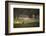 A Spring Rabbit Grazes in Richmond Park on a Spring Morning-Alex Saberi-Framed Photographic Print