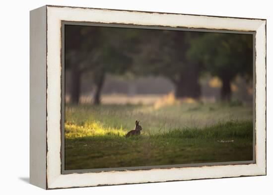 A Spring Rabbit Grazes in Richmond Park on a Spring Morning-Alex Saberi-Framed Premier Image Canvas