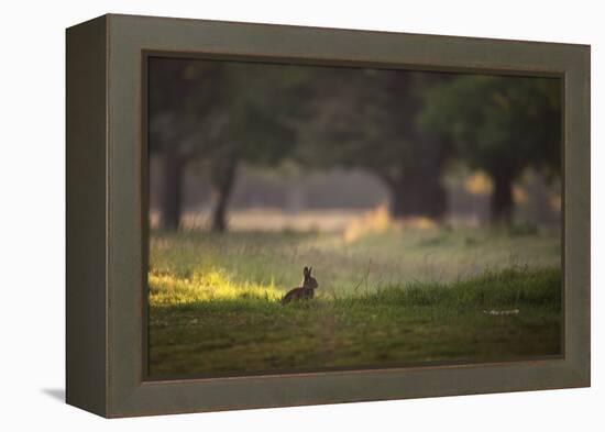 A Spring Rabbit Grazes in Richmond Park on a Spring Morning-Alex Saberi-Framed Premier Image Canvas