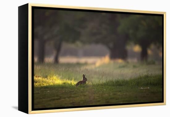 A Spring Rabbit Grazes in Richmond Park on a Spring Morning-Alex Saberi-Framed Premier Image Canvas