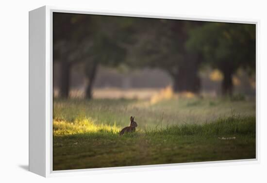 A Spring Rabbit Grazes in Richmond Park on a Spring Morning-Alex Saberi-Framed Premier Image Canvas