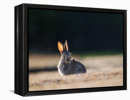 A Spring Rabbit, Oryctolagus Cuniculus, in the Evening-Alex Saberi-Framed Premier Image Canvas