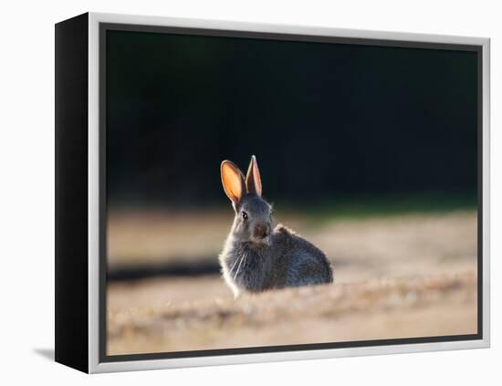 A Spring Rabbit, Oryctolagus Cuniculus, in the Evening-Alex Saberi-Framed Premier Image Canvas