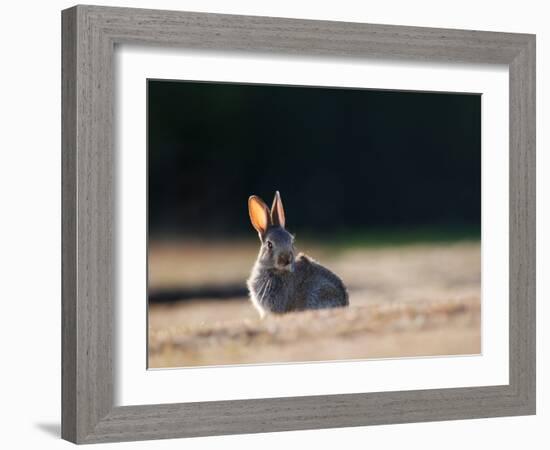A Spring Rabbit, Oryctolagus Cuniculus, in the Evening-Alex Saberi-Framed Photographic Print